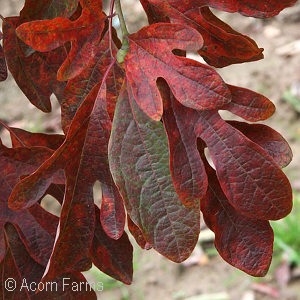 SASSAFRAS