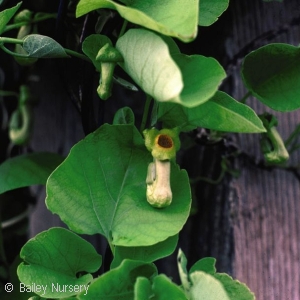 DUTCHMANS PIPE