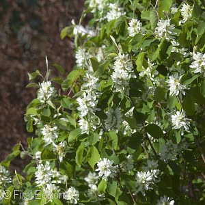 AMELANCHIER