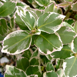 EUONYMUS