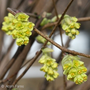 CORYLOPSIS