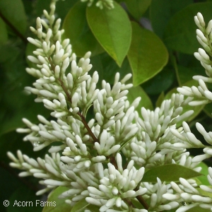 LIGUSTRUM