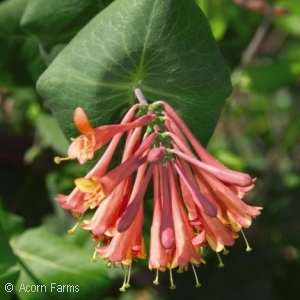 HONEYSUCKLE