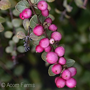 SYMPHORICARPOS