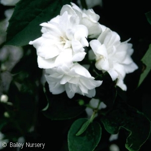 PHILADELPHUS