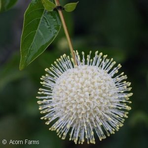 BUTTONBUSH