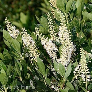 CLETHRA