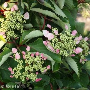 HYDRANGEA VINE