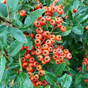 PYRACANTHA