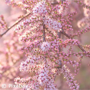 TAMARISK