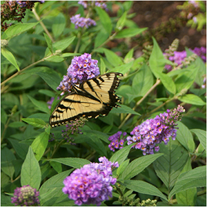 BUTTERFLY BUSH