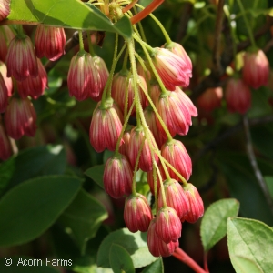 RED VEIN ENKIANTHUS