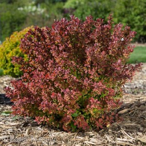 BARBERRY