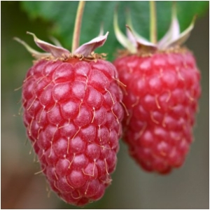 raspberry fruit