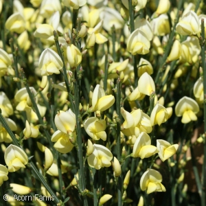 SCOTCH BROOM