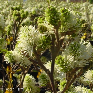 FOTHERGILLA