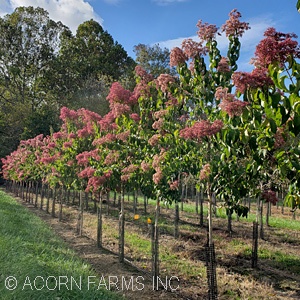 HEPTACODIUM