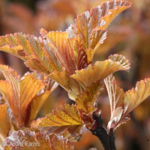 PHYSOCARPUS