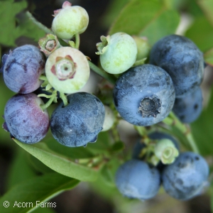 blueberry fruit