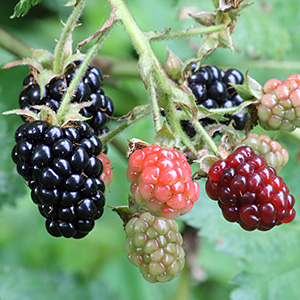 blackberry fruit