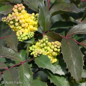 MAHONIA