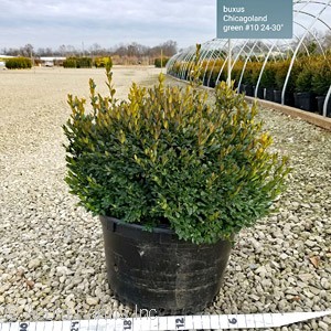 BOXWOOD