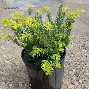 CEPHALOTAXUS