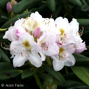 RHODODENDRON