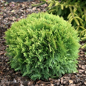 ARBORVITAE