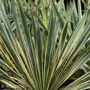 YUCCA