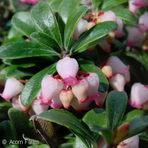 ARCTOSTAPHYLOS