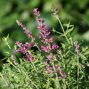 AGASTACHE