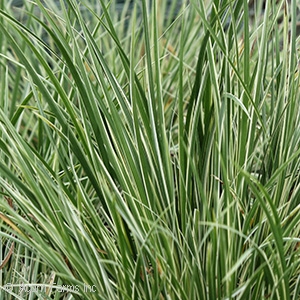 SWEET FLAG GRASS