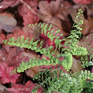 MAIDENHAIR FERN