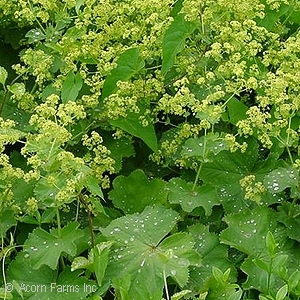 ALCHEMILLA