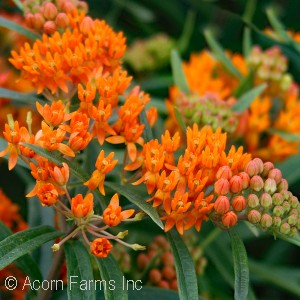 MILKWEED