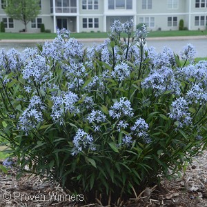 BLUESTAR FLOWER