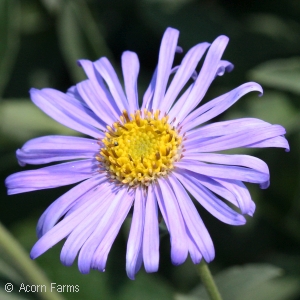 ASTER