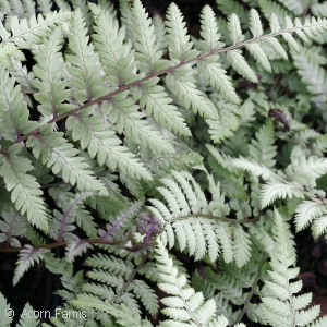 SILVERY FERN