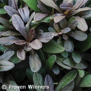 BUGLEWEED