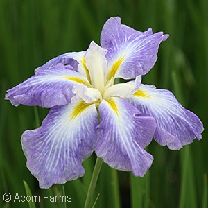 IRIS