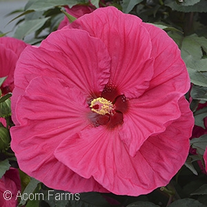 ROSE MALLOW