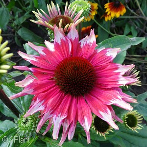 ECHINACEA