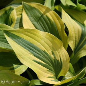 HOSTA