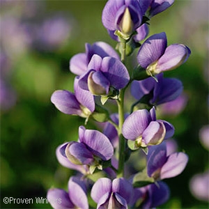 FALSE INDIGO