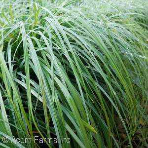 SEDGE GRASS