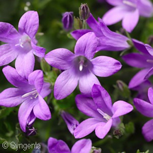 CAMPANULA