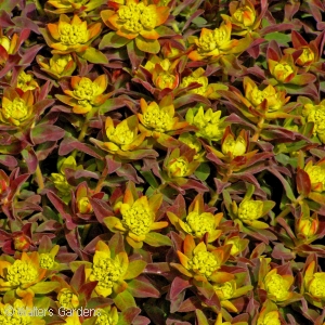 EUPHORBIA