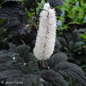 SNAKEROOT