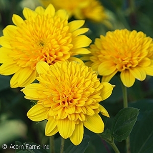 HELIANTHUS
